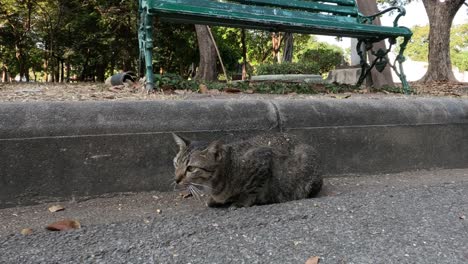 a cat lounges calmly near a park bench.