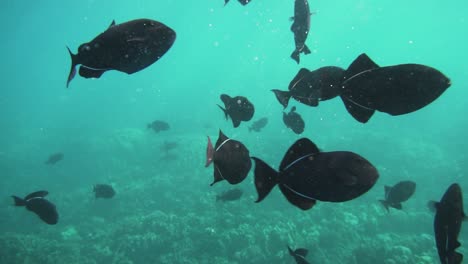 School-of-black-triggerfish,-or-durgon,-swimming-above-coral-reef,-Big-Island,-Hawaii