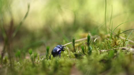 dark purple beetle in forest moss