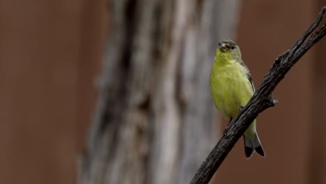 A-lesser-goldfinch-sings-on-a-tree-branch