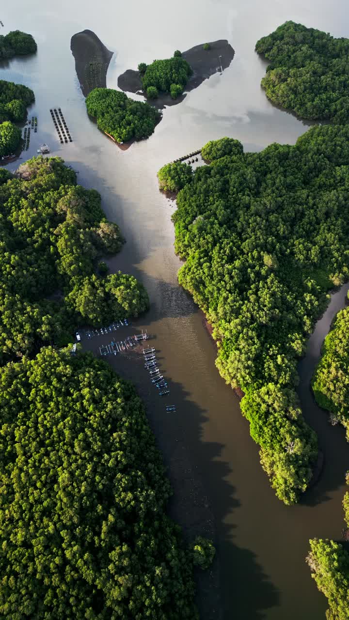 Vertical video highlights Bali mangrove forest from the air, where tidal patterns meet dense vegetation, creating a stunning view of tropical biodiversity and natural scenery