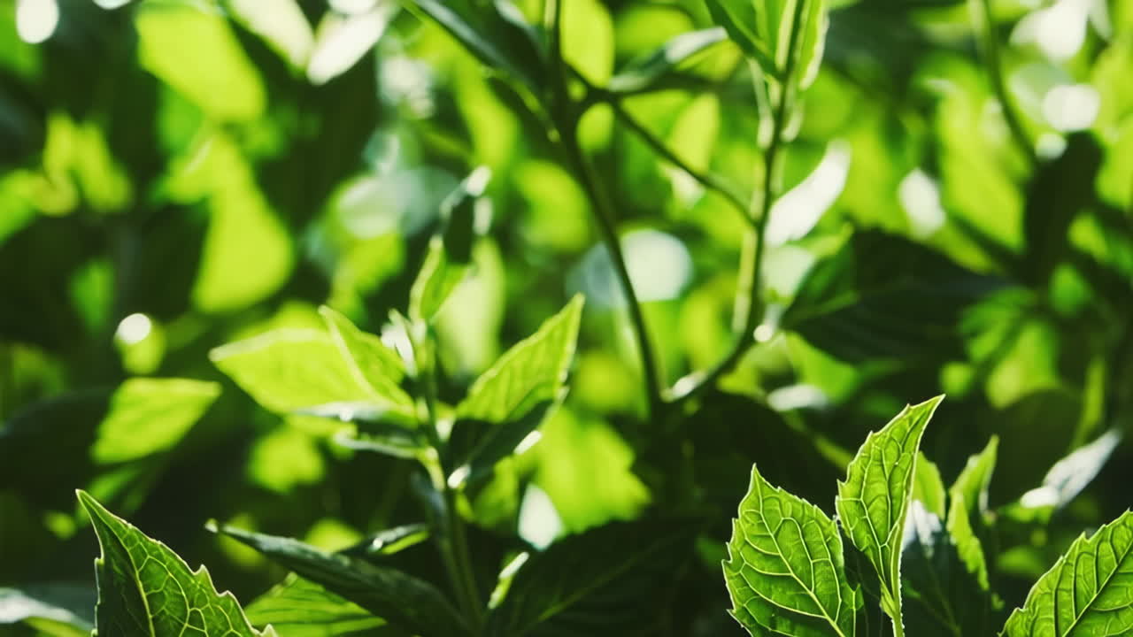 primer plano de hojas verdes vibrantes