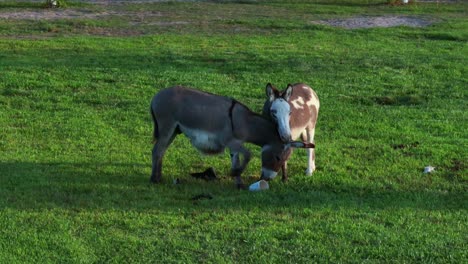 a low angle shot of miniature donkeys on a farm in delaware on a sunny day