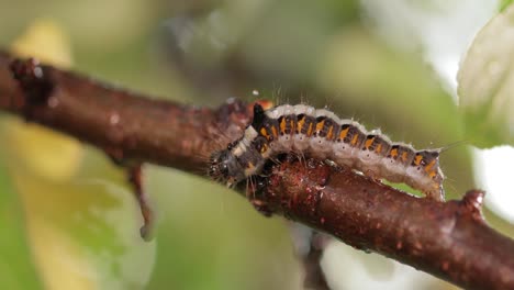 Yellow-tail-moth-(Euproctis-similis)-caterpillar,-goldtail-or-swan-moth-(Sphrageidus-similis)-is-a-caterpillar-of-the-family-Erebidae.-Caterpillar-crawls-along-a-tree-branch-on-a-green-background.