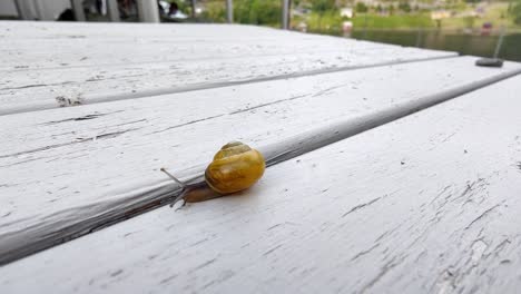 Gartenschnecke-Capaea-Hortensis-Kriecht-Auf-Dem-Gartentisch-In-Richtung-Kamera,-Makro