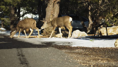 gang of wild elks walking across road at mather campground, usa