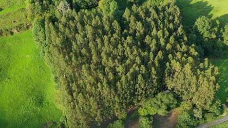 overhead-flight-in-reverse-over-a-field-full-of-eucalyptus,-visualizing-the-treetops-surrounded-by-green-meadows,-discovering-paths-and-a-farmhouse-in-summer-at-sunset-in-Cantabria-Spain