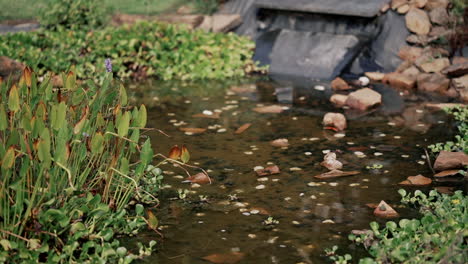 Naturteich-Mit-Wasserpflanzen-Und-Felsen