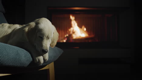 the dog lies in a chair near a burning fireplace