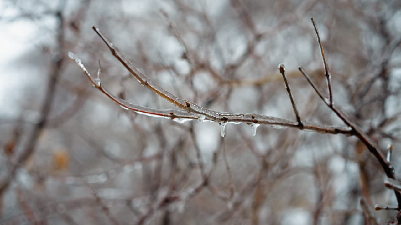 얼음으로 둘러싸인 얼음으로 인 나무 가지의 클로즈업, 얼어붙은 텍스처와 크리스탈과 같은 세부 사항을 가게 흐릿한 겨울 뒷면의 벌거벗은 나무에 대해 강조합니다.