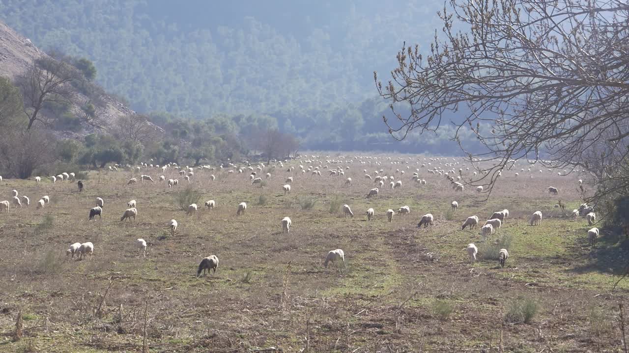 Un gregge di pecore bianche al pascolo in un vasto campo ai piedi di una montagna
