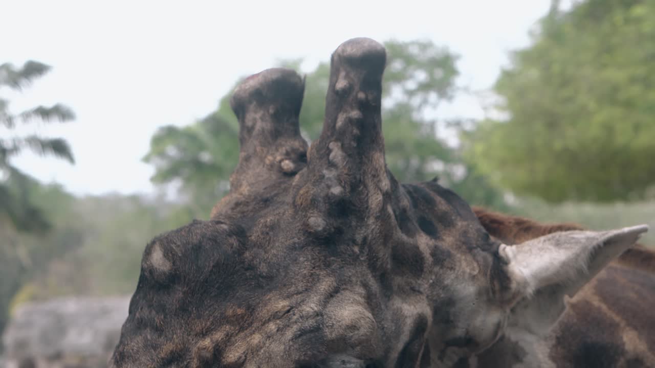 la jirafa manchada con cuernos divertidos come pequeñas hojas verdes