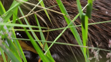 beaver eating in a pond cute animal close up, static shot