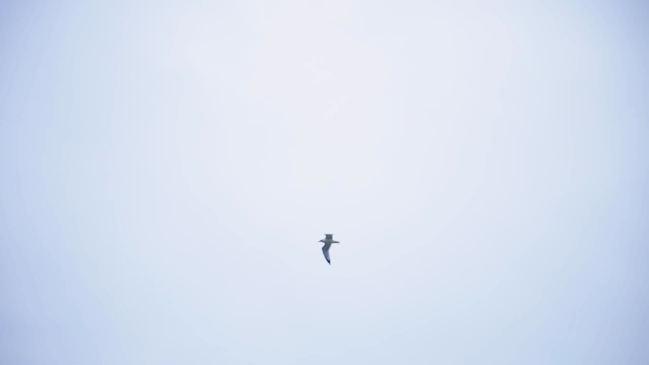 Single Seagull Flying Against The Clear Blue Sky.-wide shot