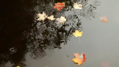 fall leaves in water with raindrops falling near them