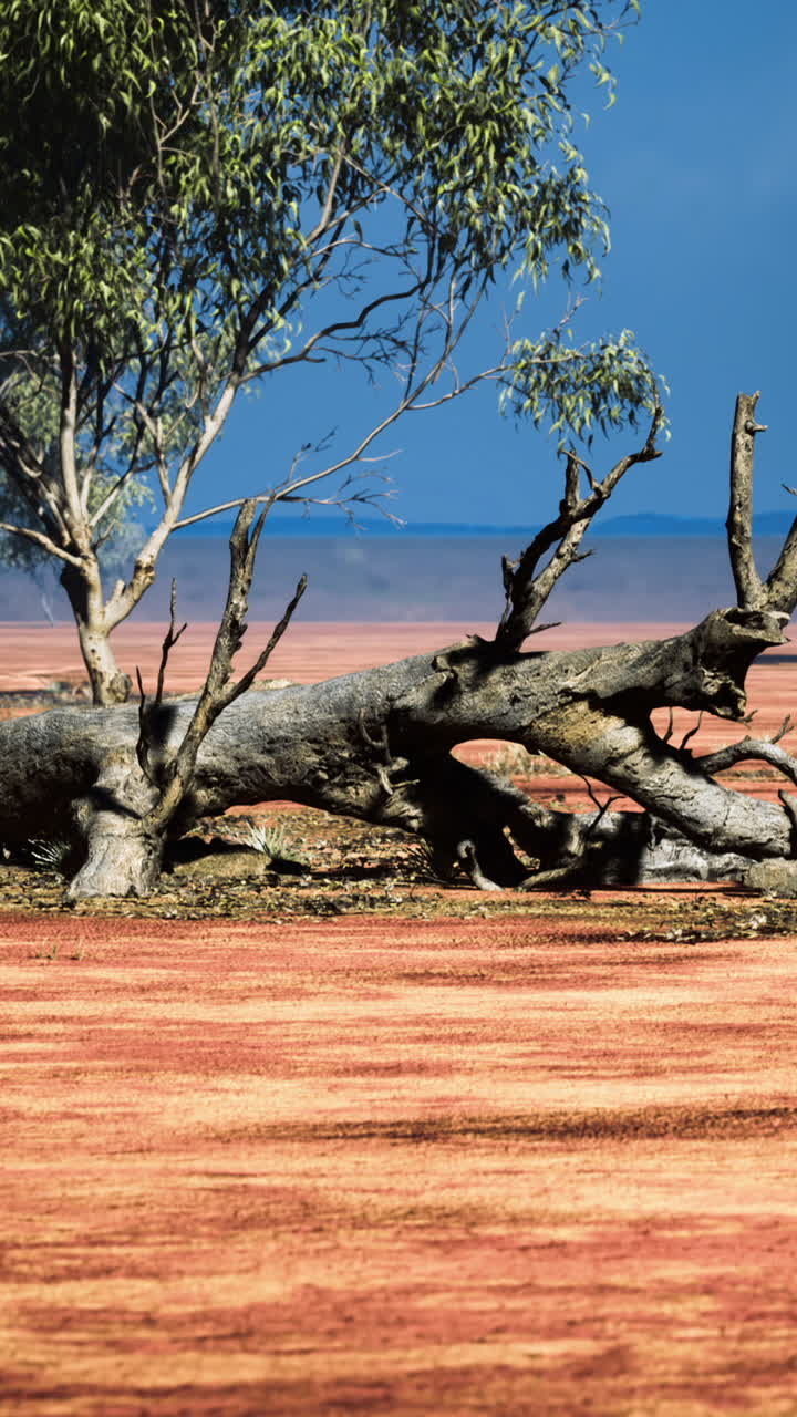 Landschap met droge bomen en rode aarde onder een helderblauwe hemel
