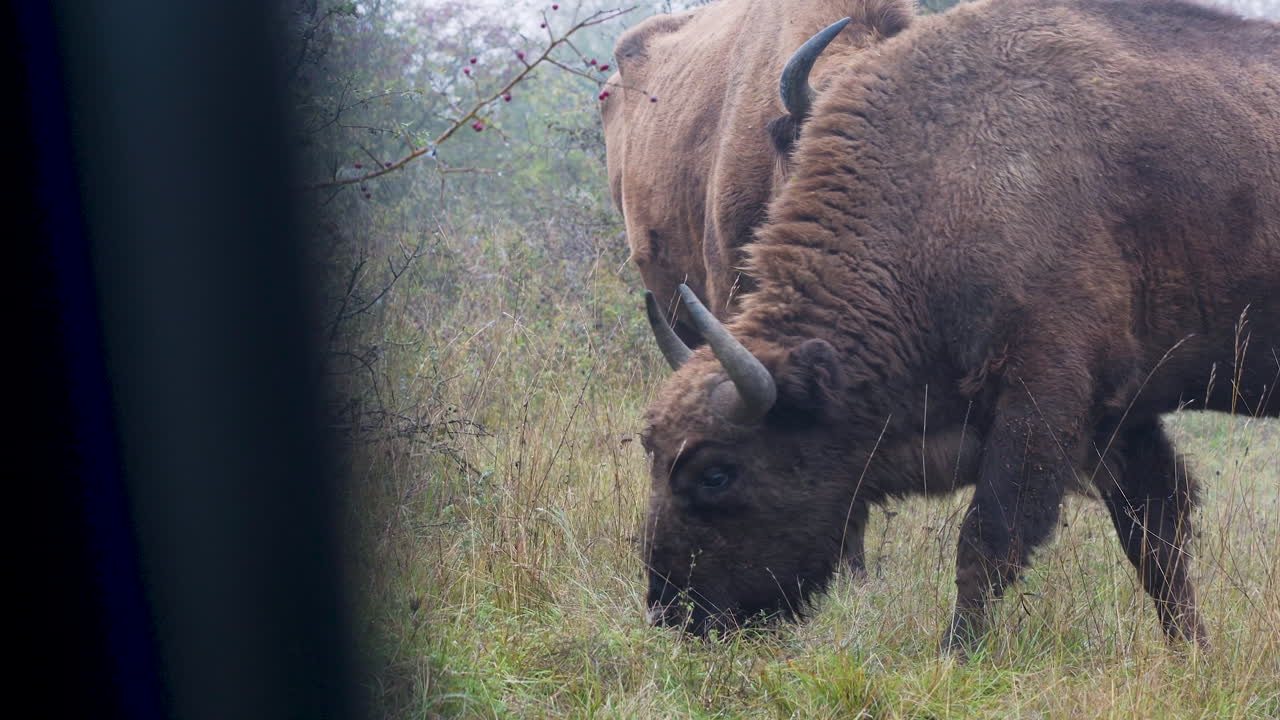 bisonte europeo bonasus toros pastando en un campo,desde un coche,chequia