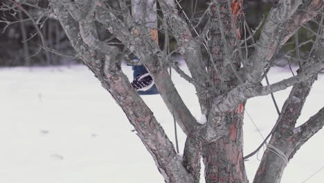 Woodpecker-on-tree