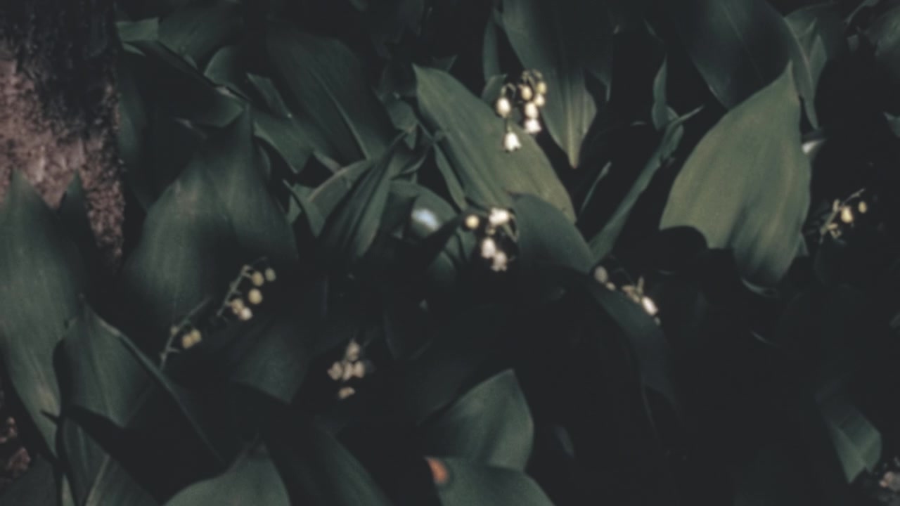 Белые цветы ландыша (Convallaria majalis) и зеленые листья кратковременно освещены ярким светом в темноте рядом со стволом дерева на архивных кадрах 1960-х годов