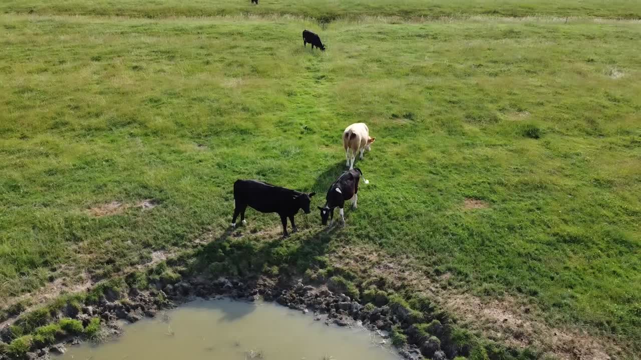 las vacas y las ovejas descansan y comen en un campo verde llano, norte de alemania