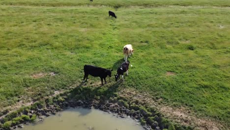 Cows-And-Sheep-Rest-And-Eat-On-Green-Plain-Field,-North-Germany