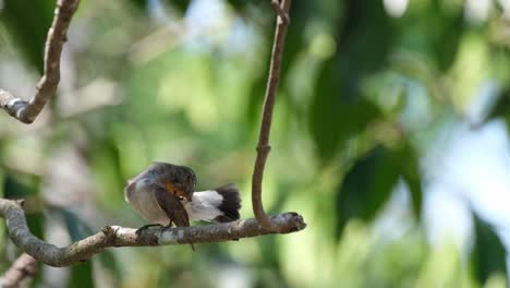 hopping to face up front, the red-throated flycatcher ficedula albicilla then started to carefully check each of its feather to make sure they are clean, inside khao yai national park, thailand