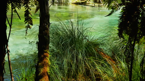 tilt up shot of growing plants on river shore with tropical flowing tarawera river during summer