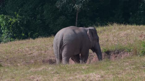 Beim-Füttern-Nach-Rechts-Blickend-Und-Dann-Seinen-Körper-Drehend,-Indischer-Elefant-Elephas-Maximus-Indicus,-Thailand