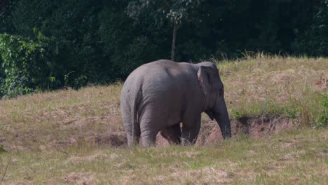 facing to the right while feeding then turns its body, indian elephant elephas maximus indicus, thailand