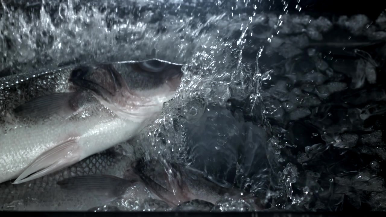 Frisk fisk, der køles ned med vand og is i slowmotion