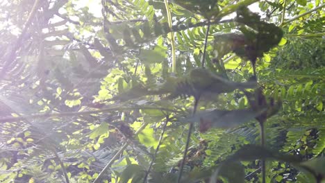 planta de helecho en el bosque