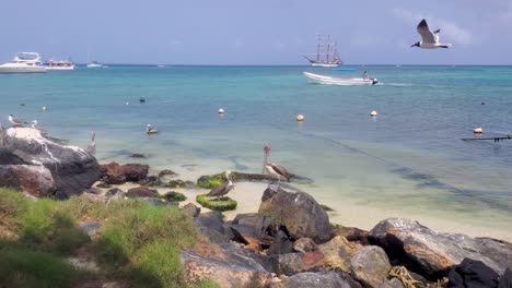 Pelicans-stand-on-shore-beach-and-boat-pass-in-background,-Beautiful-scene-Caribbean-sea