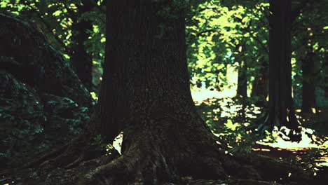 Detaillierte-Nahaufnahme-Einer-Waldbodenstruktur-Mit-Moos