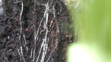 Thirsty-soil-reacting-to-water,-Macro-Shot-Of-watered-Plant-Roots-in-ground-soil