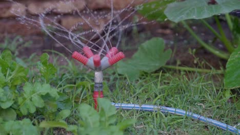 slow motion, close view of a plastic sprinkler watering a vegetable patch in the garden