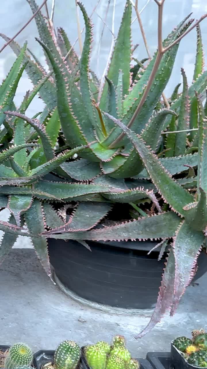 방 의 온실 에서 티 와 수큐렌트