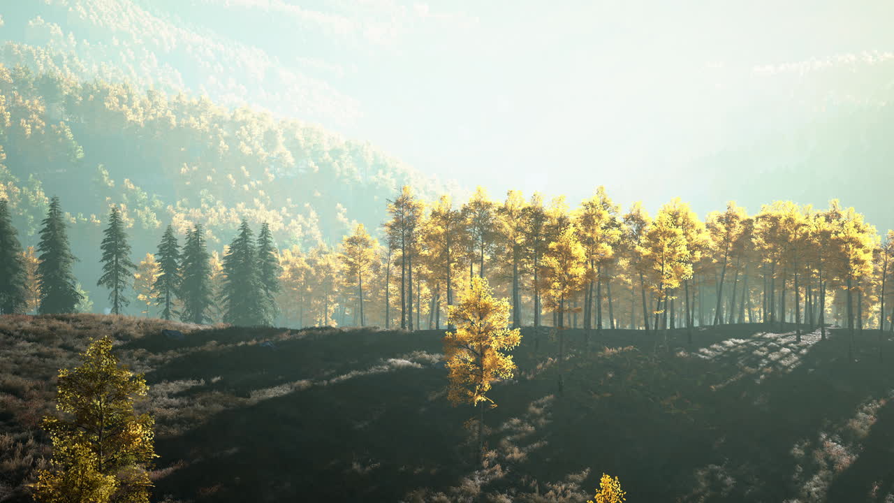 가을 숲 의 노란색 과 초록색 나무 들