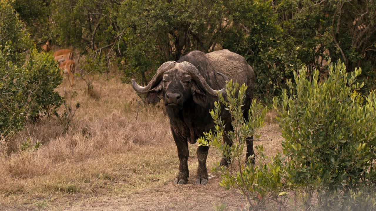 Medium shot of a water buffalo standing along a dirt road among the bushes in the Savannah in Kenya, Africa