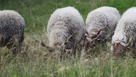 sheep with long horns eating grass