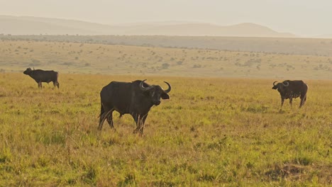 African-Buffalo-Walking-in-a-Herd,-Africa-Animals-on-Wildlife-Safari-in-Masai-Mara-in-Kenya-at-Maasai-Mara-National-Reserve,-Nature-Shot-in-Savannah-Landscape-Scenery