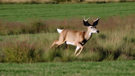 deer running through a field