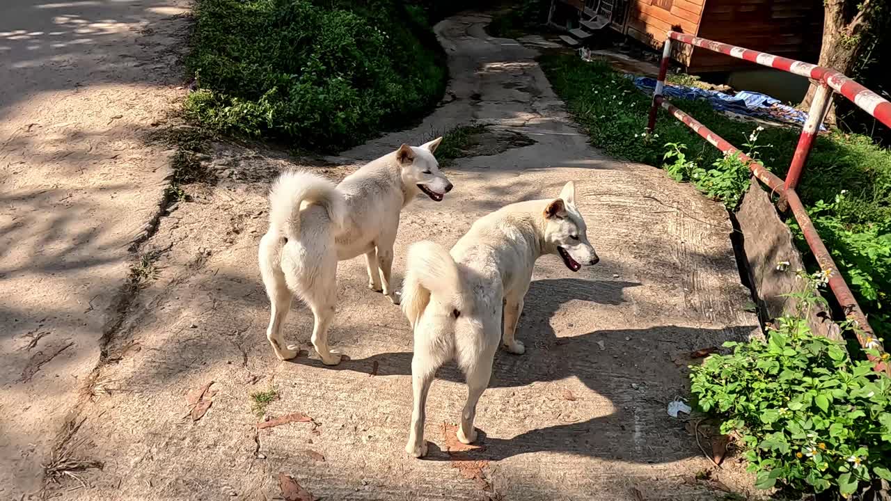 Candid handheld pov of calling two dogs but getting ignored, showing a glimpse of authentic local daily life in Mae Klang Luang village in Chiang mai, Thailand