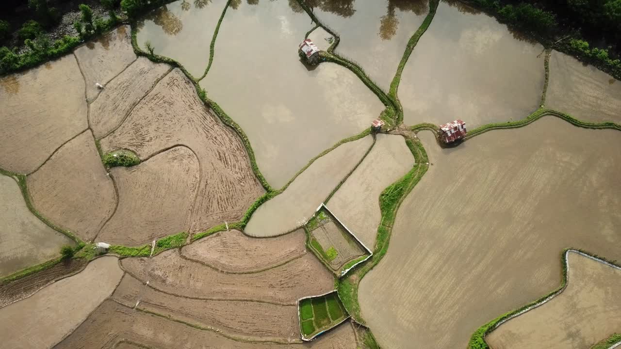 volar sobre la plantación de arroz en el campo de la granja en la naturaleza del bosque patrón de agua estanque línea verde alimentos saludables campo rural en irán montaña gilan bosque hyrcanian gente local agricultura tradicional