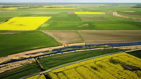 Luftflug-In-Großer-Höhe-über-Blühendem-Rapsfeld,-Flug-über-Gelbe-Rapsblüten,-Idyllische-Bauernlandschaft,-Wunderschöner-Naturhintergrund,-Drohnenaufnahme-Aus-Der-Vogelperspektive,-Die-Sich-Vorwärts-Bewegt