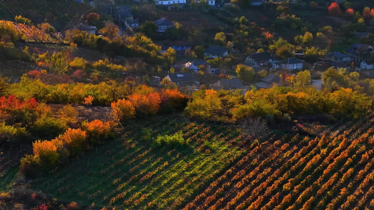 Aerial drone view of dense forest covered in yellow and orange autumn foliage
