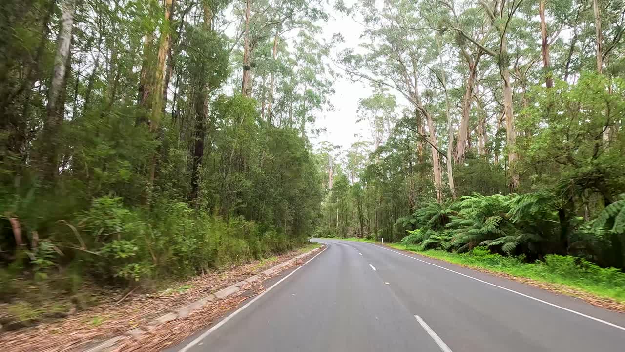 A serene drive along a winding road through dense forest, showcasing vibrant greenery and natural beauty under soft daylight
