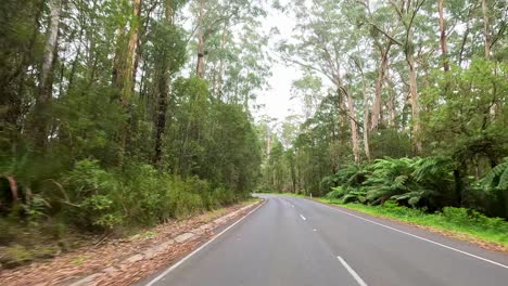 a serene drive along a winding road through dense forest, showcasing vibrant greenery and natural beauty under soft daylight