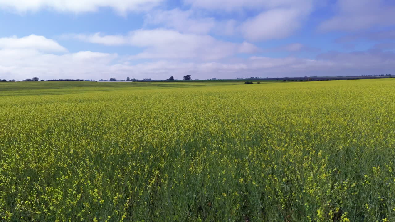 Vast Yellow Flower Field Under a Blue Sky