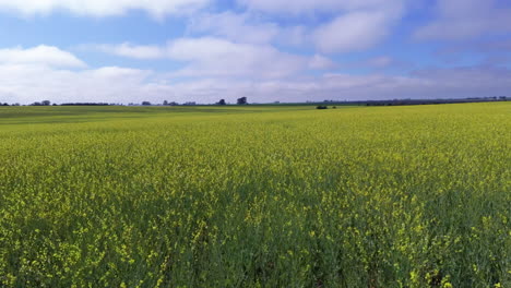 vast yellow flower field under a blue sky