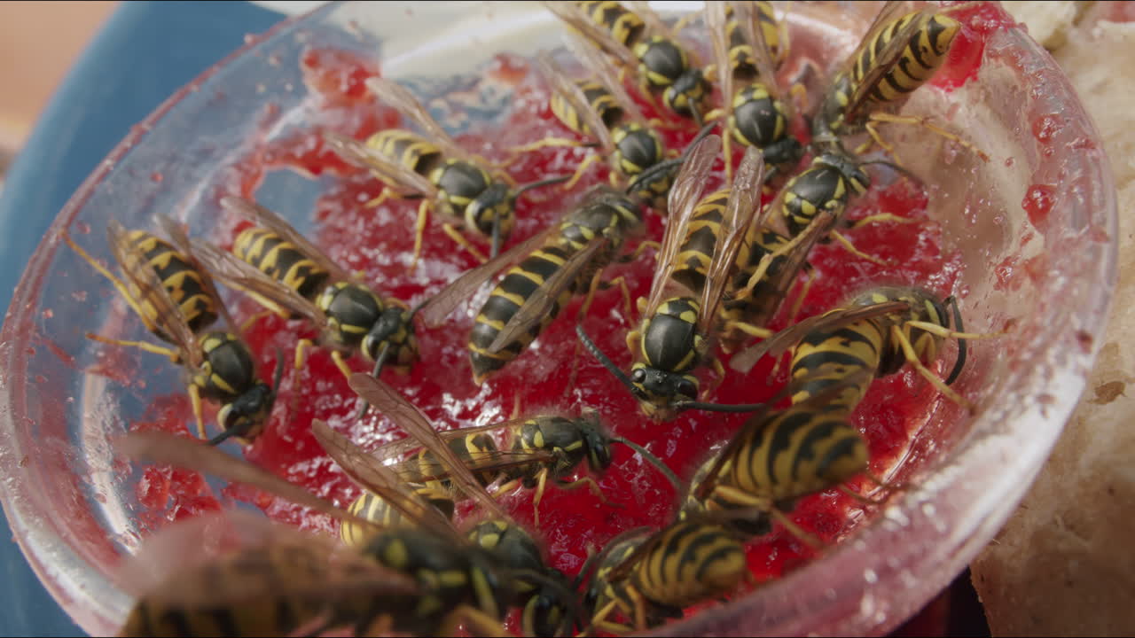 Swarm of wasps feeding on strawberry jam